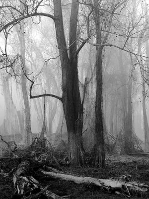 7 TEATRO DI NEBBIA - Rachele Claudio