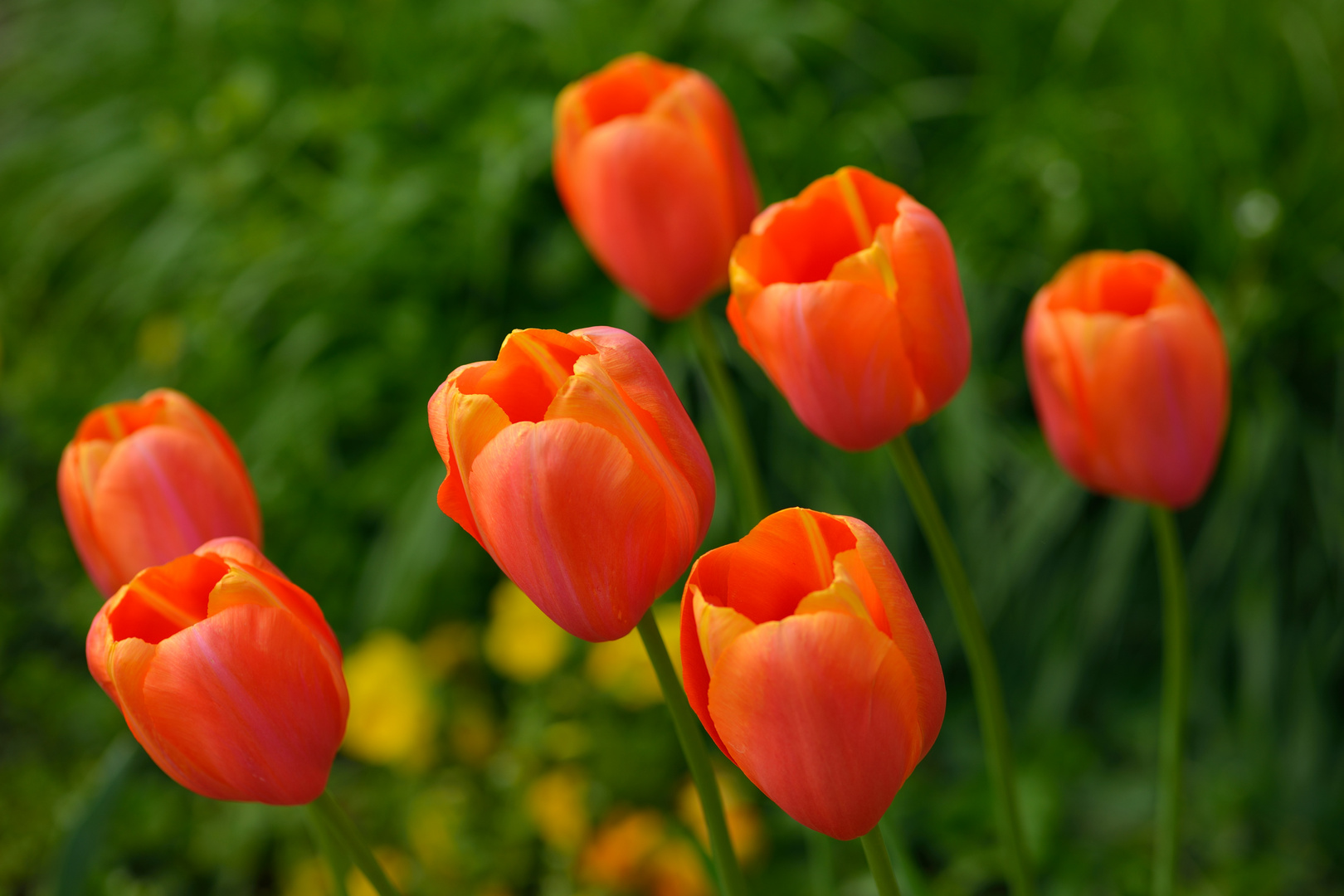 7 Tulpen