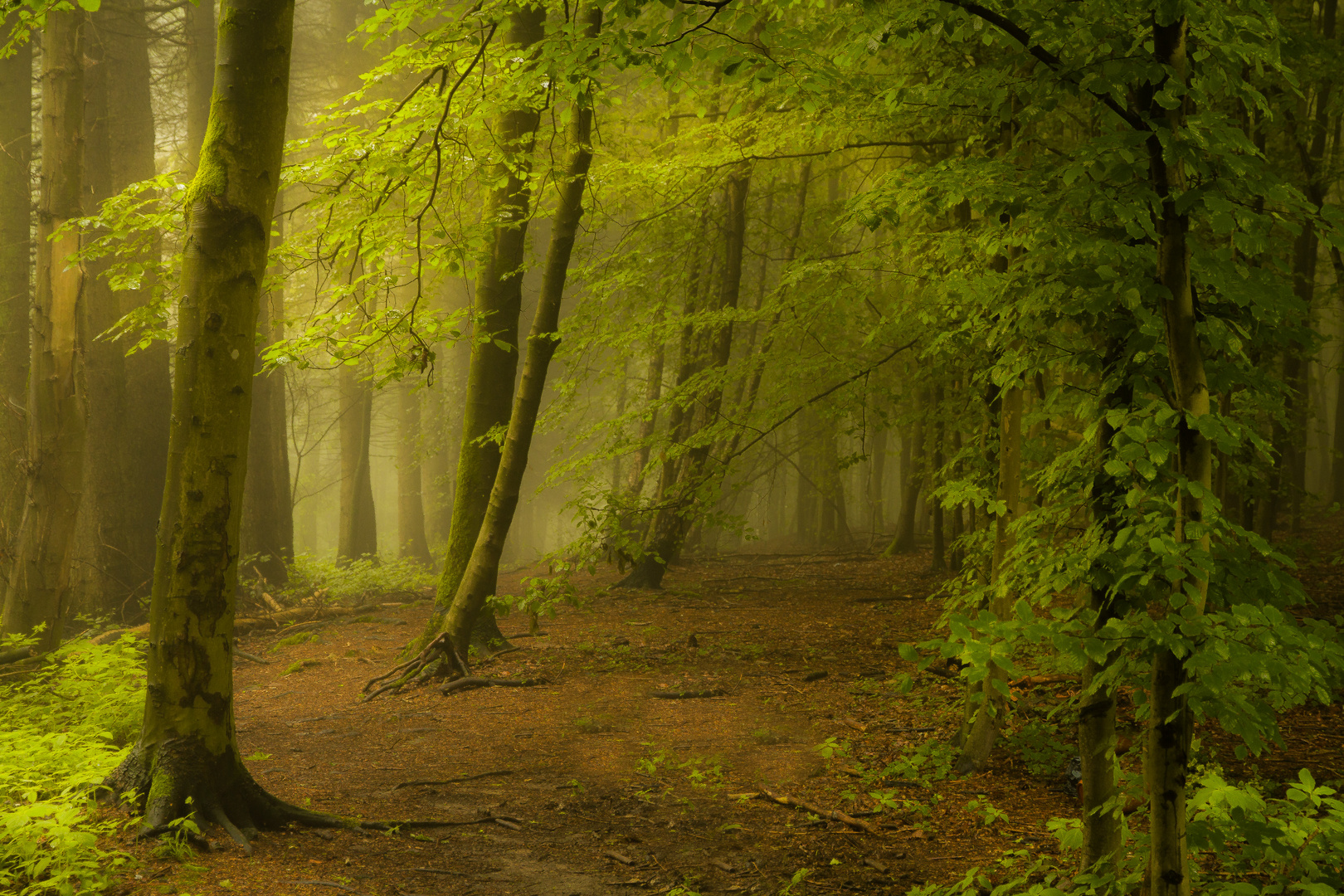 7 Uhr Morgens im Wald