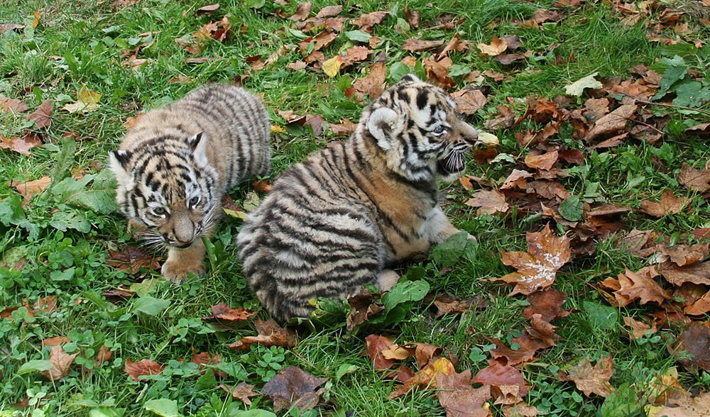 7 wochen alte sibirischen Tiger