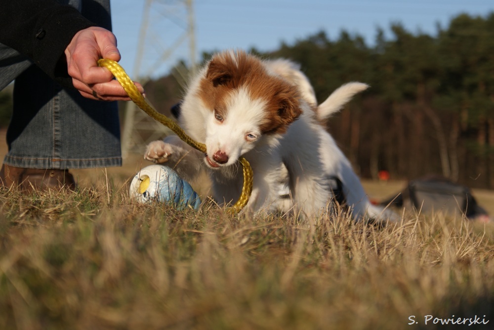 7 Wochen alter Border Collie Floyd