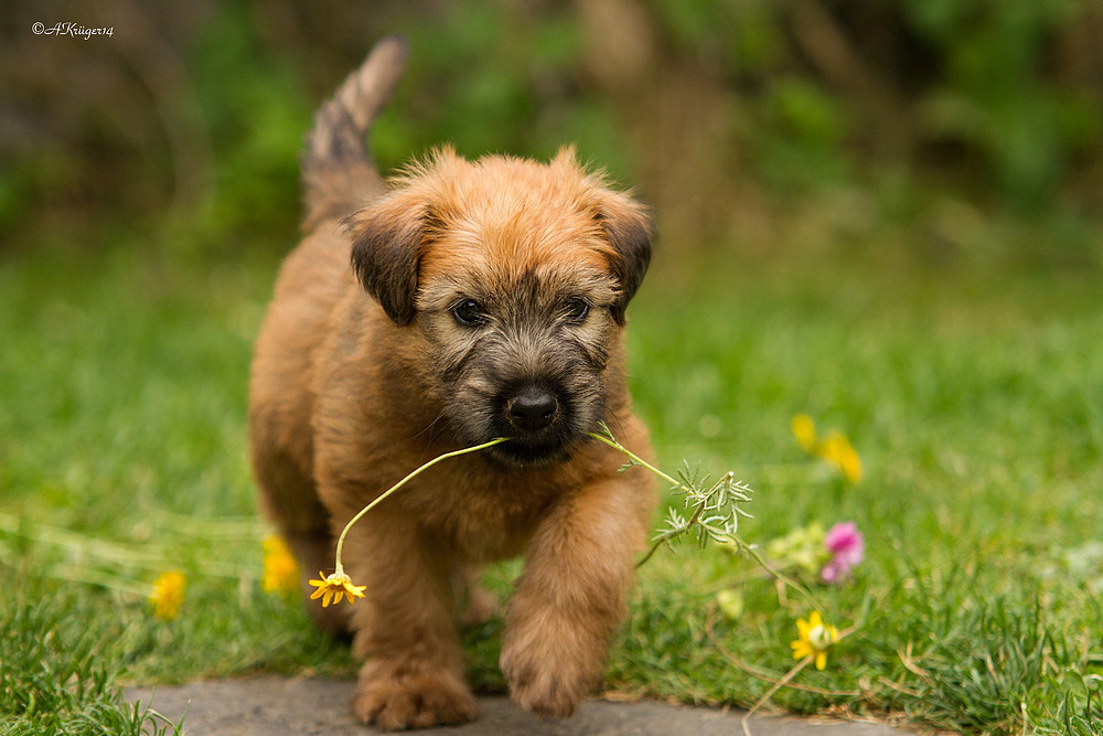 7 Wochen, Irish Soft Coated Wheaten Terrier