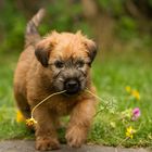 7 Wochen, Irish Soft Coated Wheaten Terrier