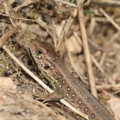 (7) ZAUNEIDECHSEN - meine Namenstagstierchen. LACERTA AGILIS