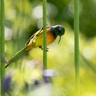 70 - Ein Nektarvogel in Kirstenbosch II