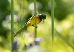 70 - Ein Nektarvogel in Kirstenbosch II