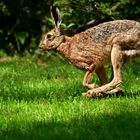 ... 70 Jahre Wartezeit ... Begegnung mit Feldhase ... (Lepus europaeus)