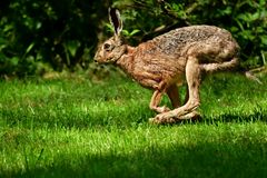 ... 70 Jahre Wartezeit ... Begegnung mit Feldhase ... (Lepus europaeus)