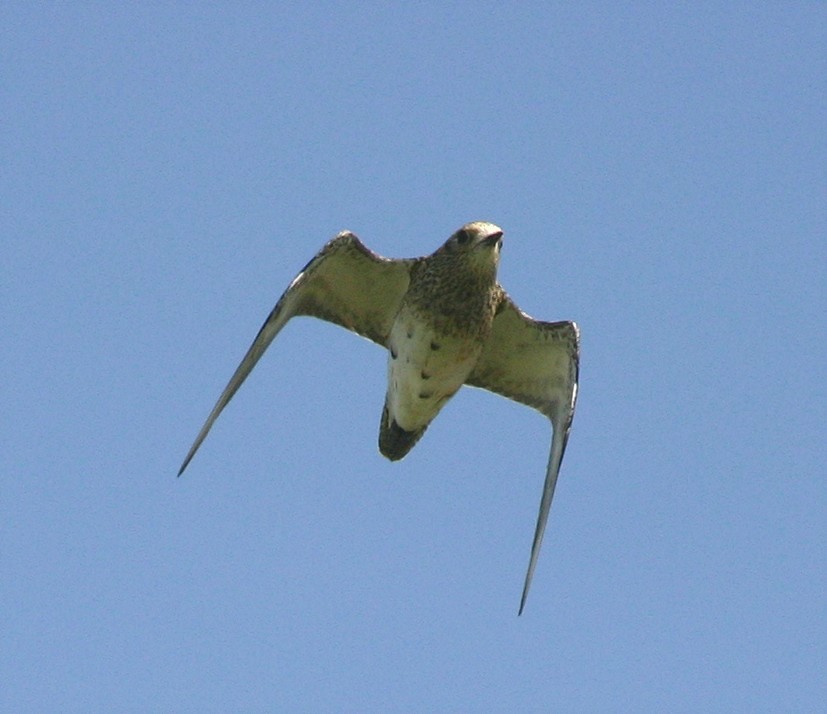 70 km/h overhead