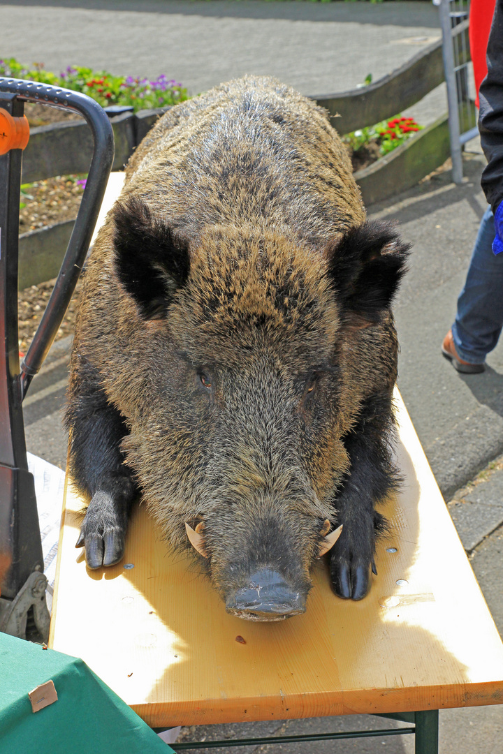 700 Jahr-Feier Grube Stahlberg. Ausgestopftes Wildschwein vor dem Wildschweingrill (Frontansicht).