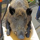 700 Jahr-Feier Grube Stahlberg. Ausgestopftes Wildschwein vor dem Wildschweingrill (Frontansicht).