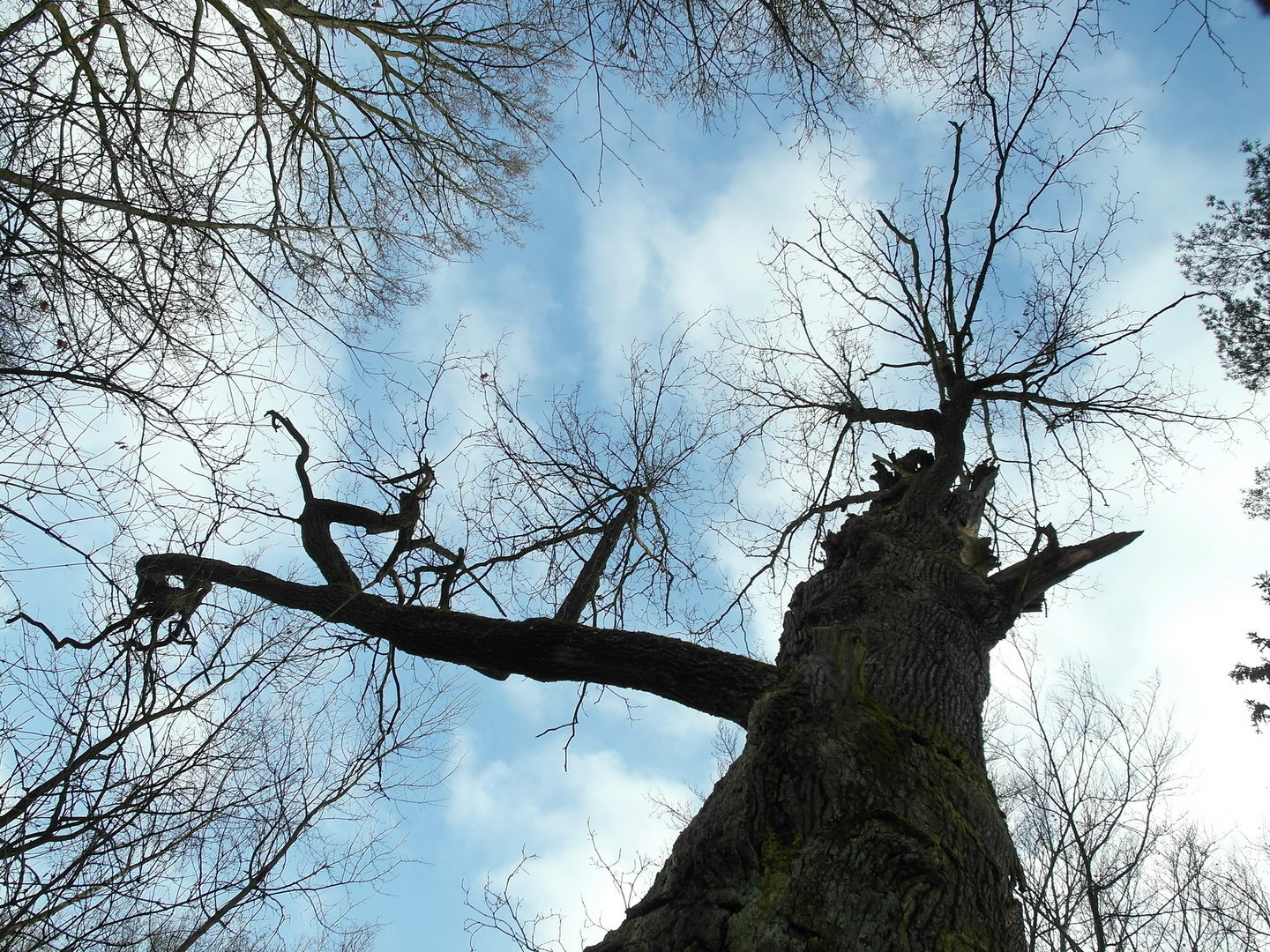 700 Jahre alte Eiche in der Dresdner Heide