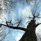 700 Jahre alte Eiche in der Dresdner Heide