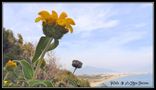 Jerusalem Sage ve View from Anamur by aziyacamur 