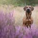 Ridgeback in der Heide