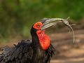 Ground Hornbill catch by Christajnb