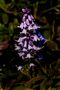 Purple shaded Bluebelll 2024 by Harold Thompson