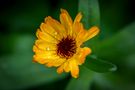 yellow flower after the rain von Johannes Grothues