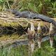 American Alligator