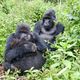 Gorilla Familie in Uganda