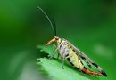 Skorpionsfliege (Weibchen) von Winfried Wrede