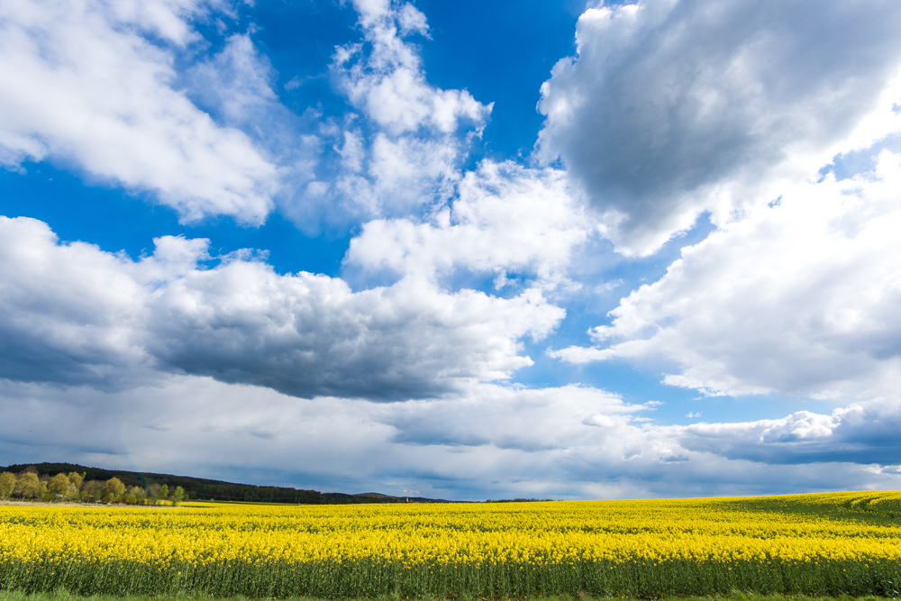 Farben der Natur von Lehmann T. 