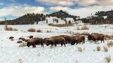 Kleine Bisonherde abends im Yellowstone. von Felix Büscher