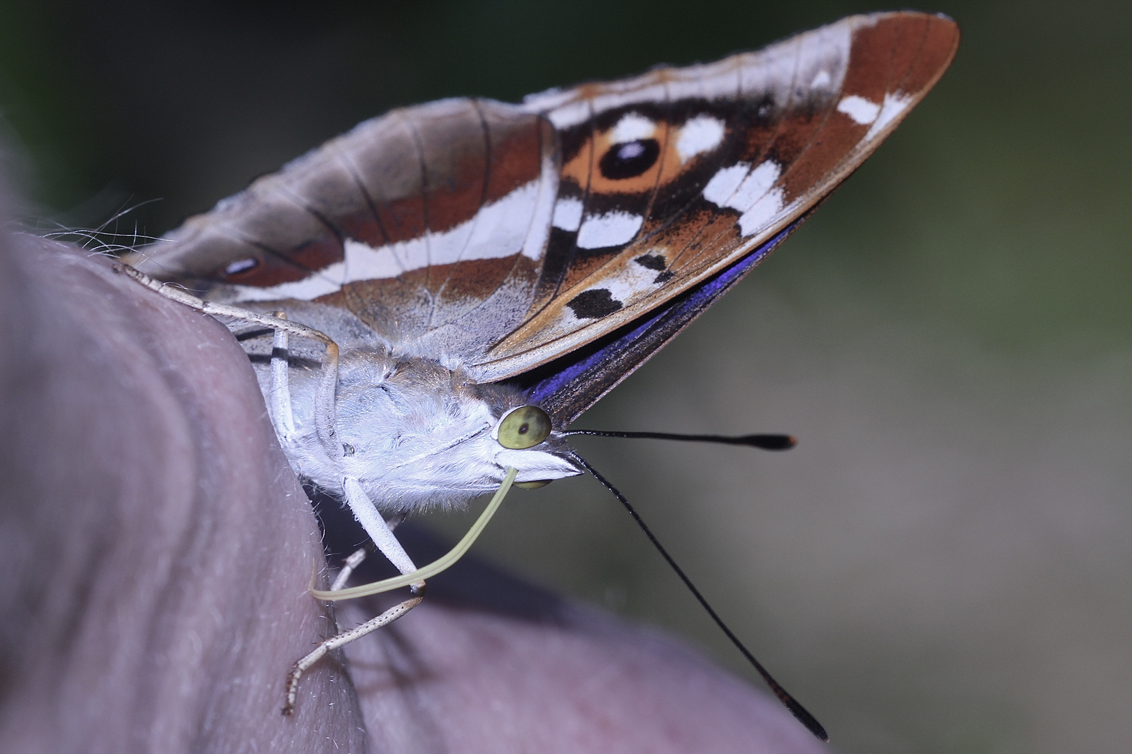 (7/10) Der Große Schillerfalter (Apatura iris)