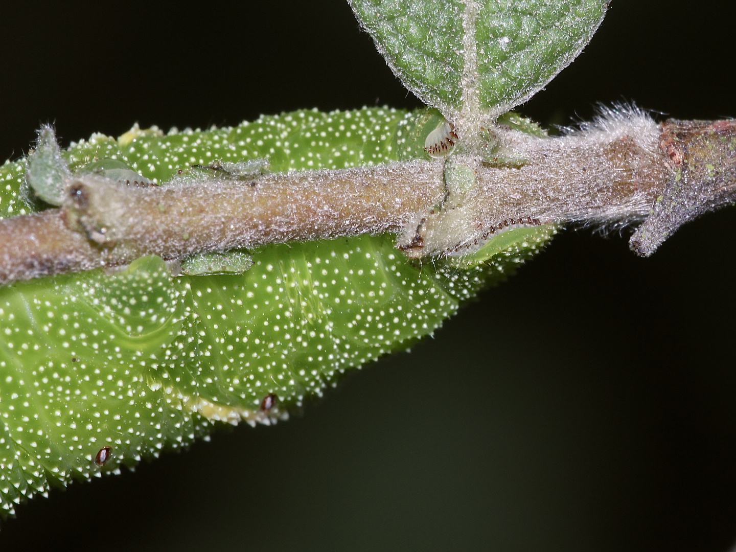 (7/10) Eine Raupe des Abendpfauenauges (Smerinthus ocellata)