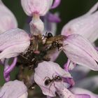 (7/11) Verschiedene Farbvarianten des Helm-Knabenkrauts (Orchis militaris)