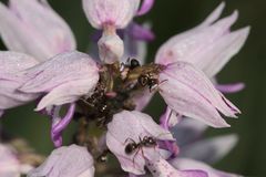 (7/11) Verschiedene Farbvarianten des Helm-Knabenkrauts (Orchis militaris)