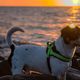 Hund am Strand, Sonnenuntergang