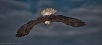 Der Weiss Kopf See Adler im Sturzflug by Viktor Davare