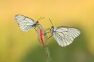 Duo auf Mohn von Pfotengrafie83