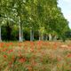 le champs de coquelicots !