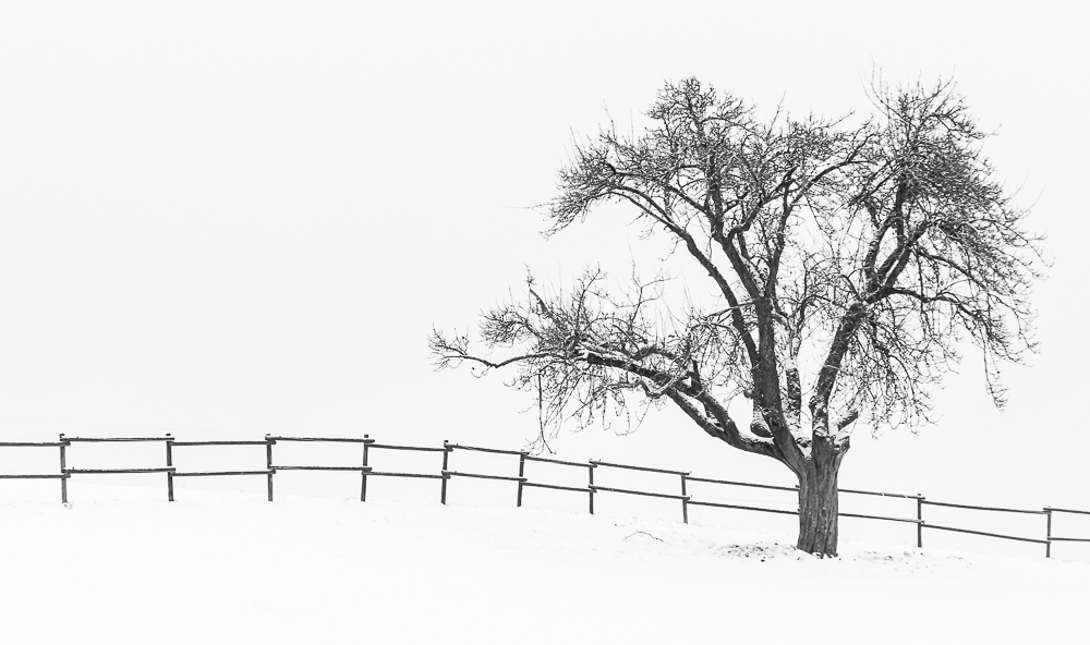 Baum-Grenze von Photo-Wolf 