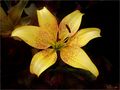 ES: LILIUM......SUN RAY von JESUS MARTIN HERNANDEZ 