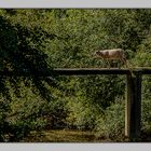 72 - Beaumont sur Sarthe - Les moutons ont leur agrès pour traverser la Sarthe