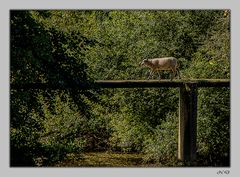 72 - Beaumont sur Sarthe - Les moutons ont leur agrès pour traverser la Sarthe