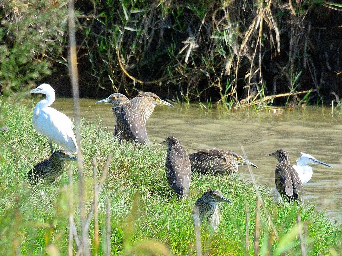 7:2 Reiherfest,  celebration heron , fiesta de aves