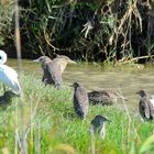 7:2 Reiherfest,  celebration heron , fiesta de aves