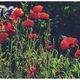 Mohn im November!