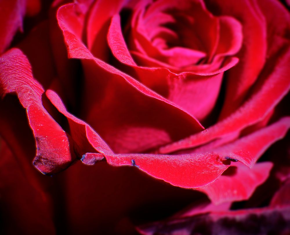 7247   rote Rose