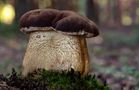 Gemeiner Gallenröhrling (Tylopilus felleus) von Gruber Fred