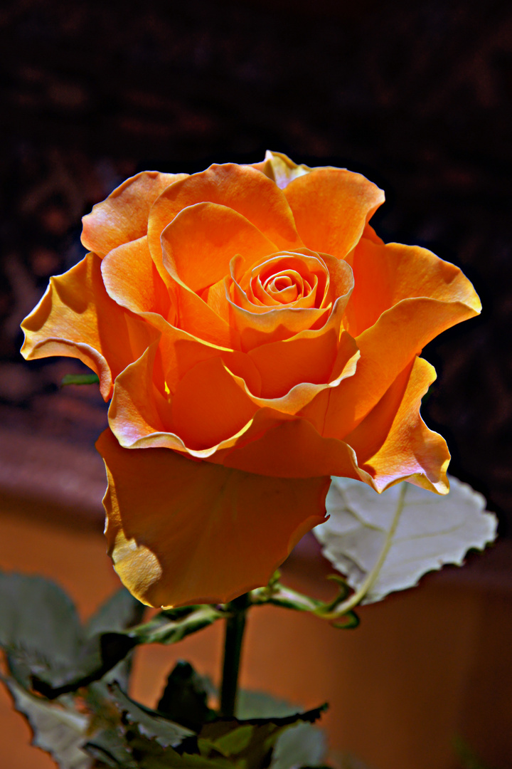 727 orange Rose