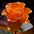 727 orange Rose