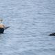 King Eider show-off