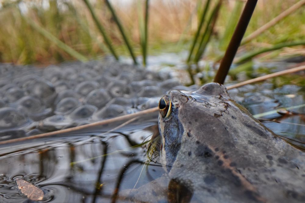 (Moor)Froschperspektive von KP KA