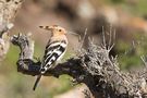 Hoopoe von Daniela Friedrich 