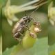 Baum-Trapezrssler (Strophosoma capitatum)